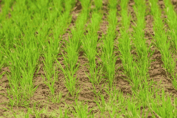 小麦防冻高产栽培技术要点(小麦防冻高产栽培技术)